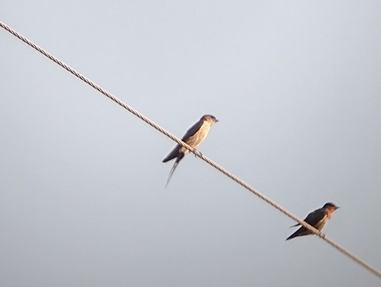 Striated Swallow - ML609246829