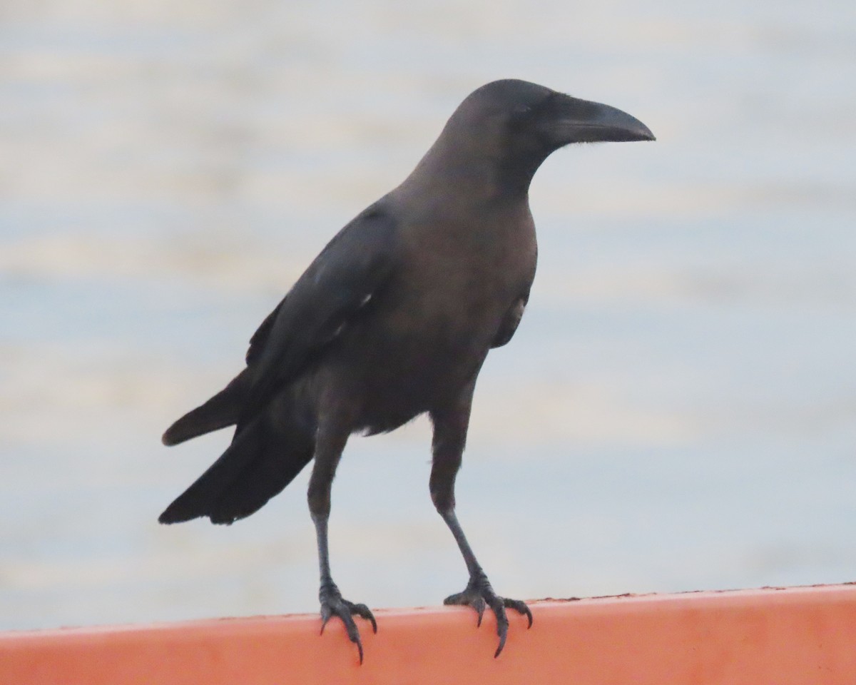 House Crow - Paul Aston