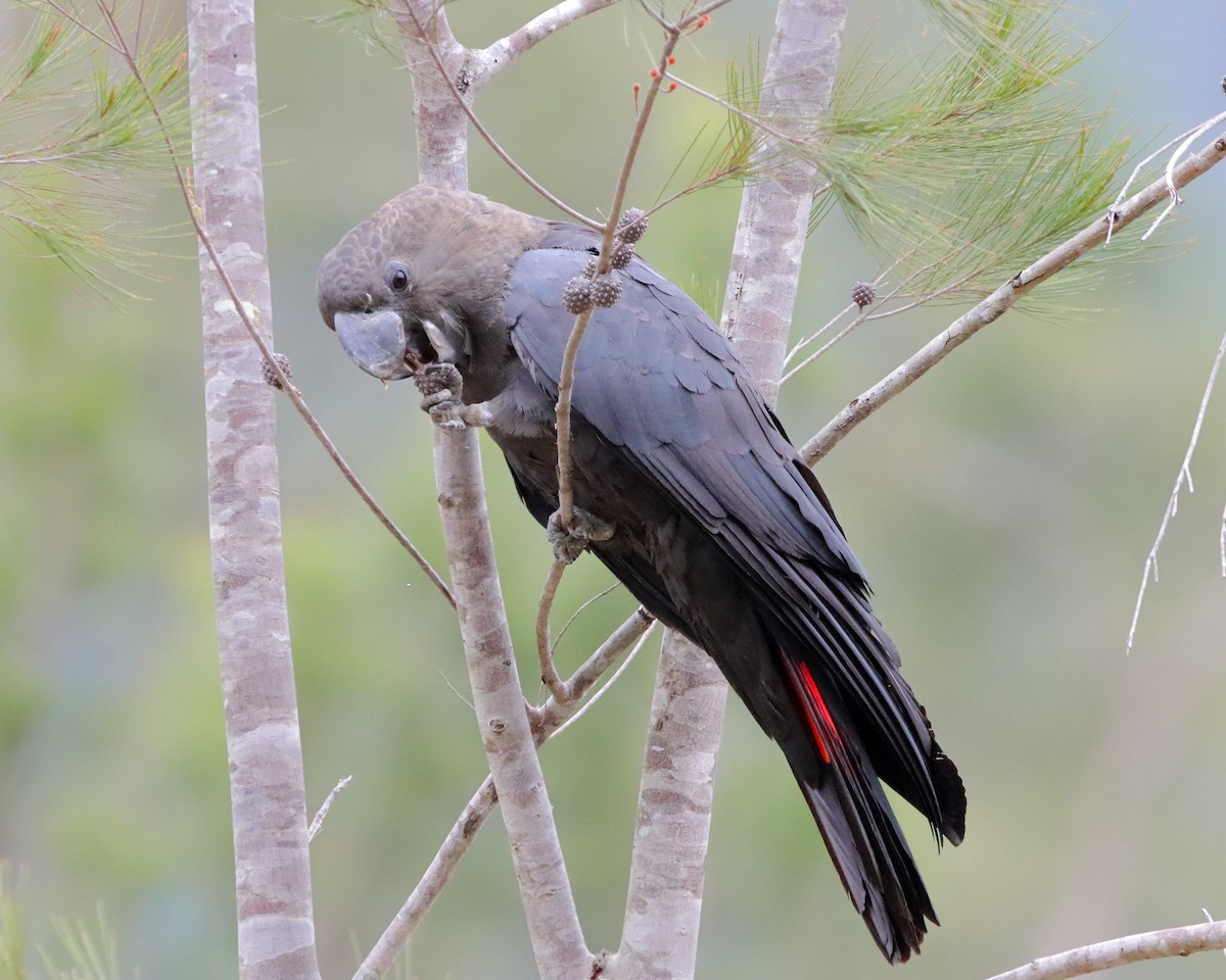 Glossy Black-Cockatoo - ML609246878