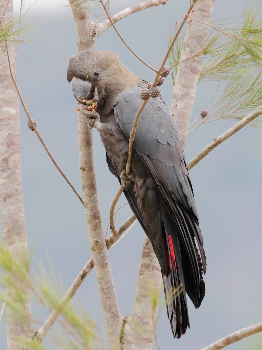 Glossy Black-Cockatoo - ML609246881