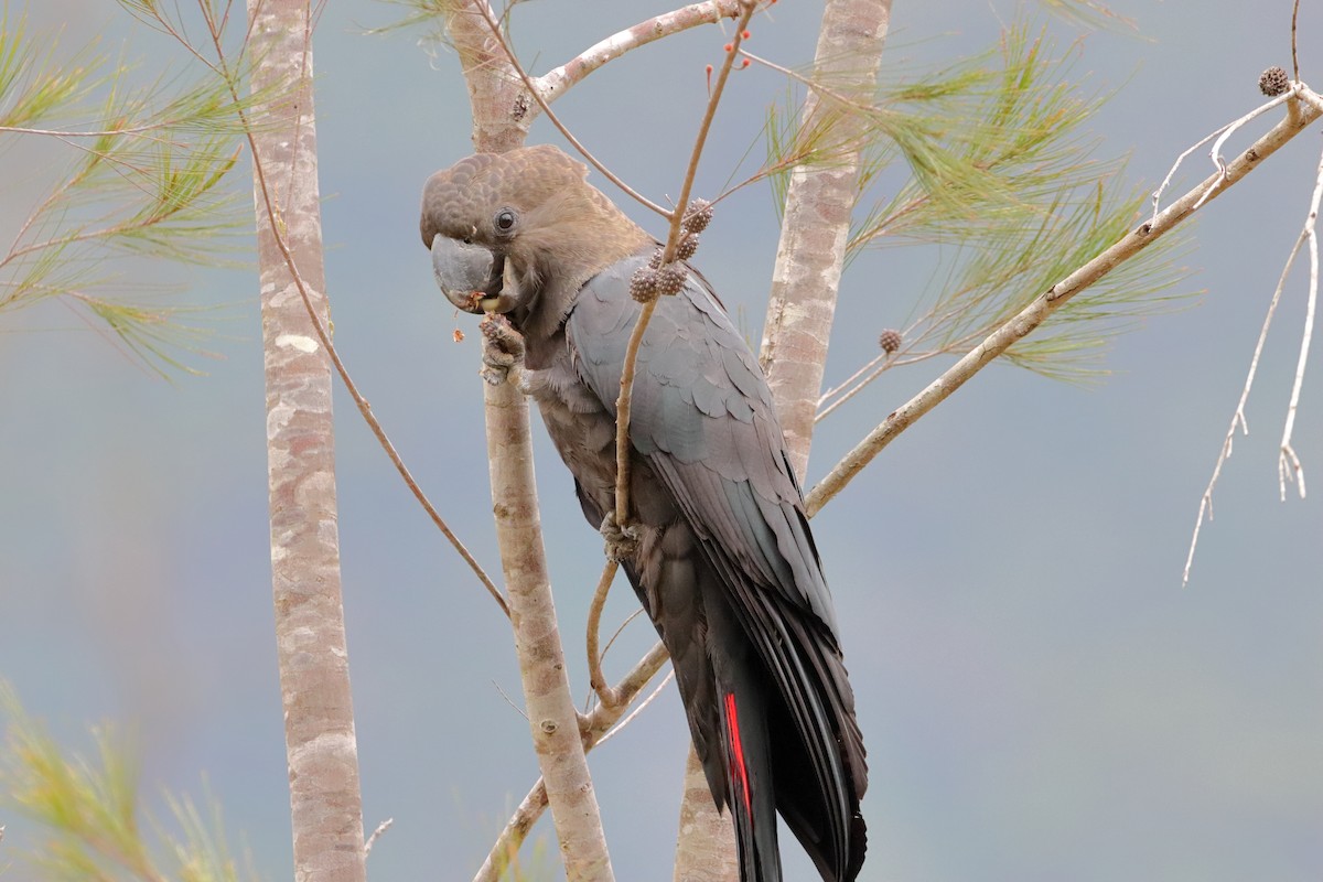 Glossy Black-Cockatoo - ML609246882