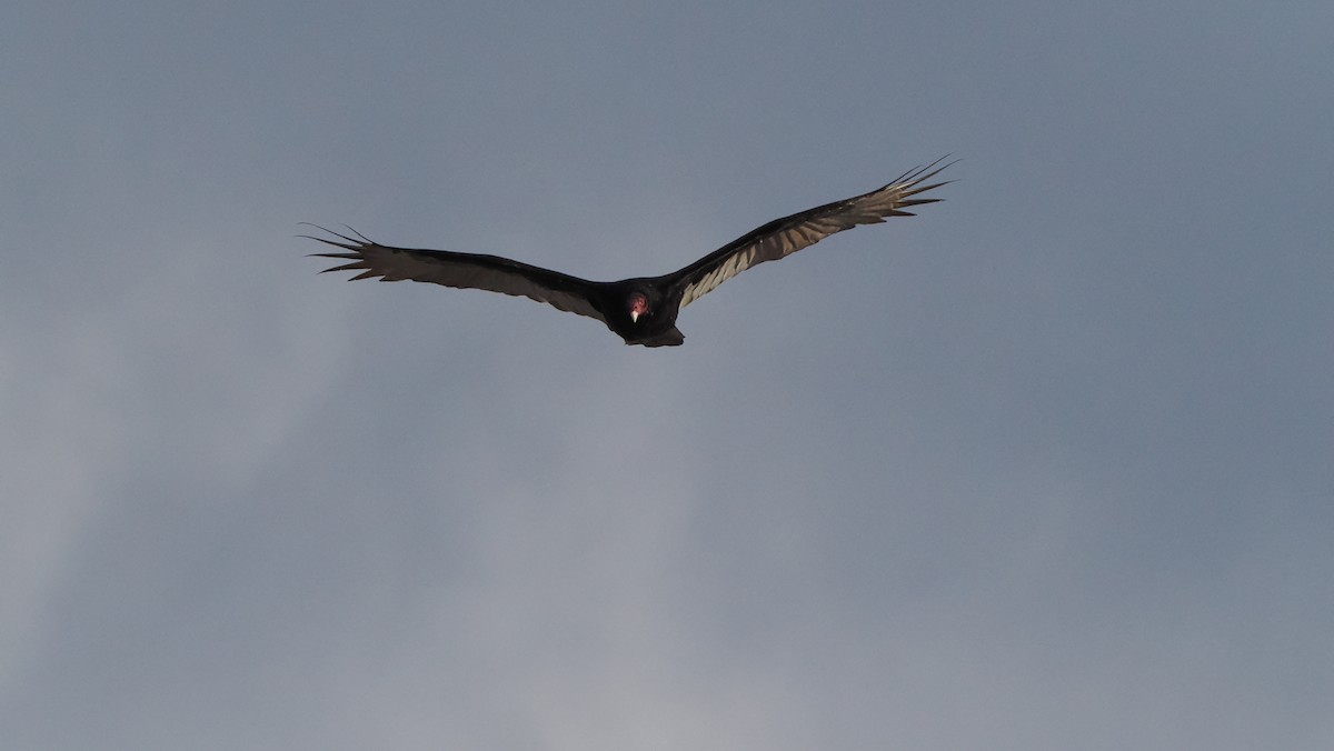 Turkey Vulture - ML609247030