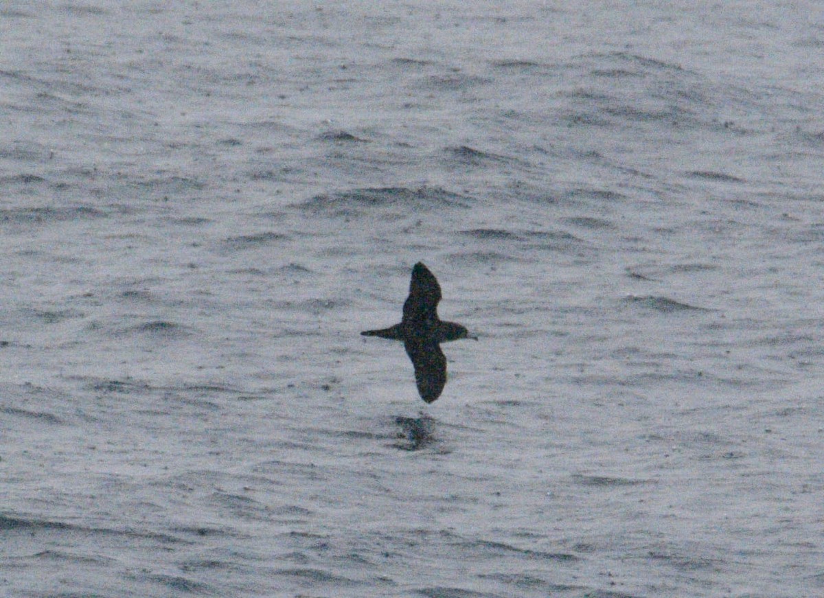 Flesh-footed Shearwater - ML609247066