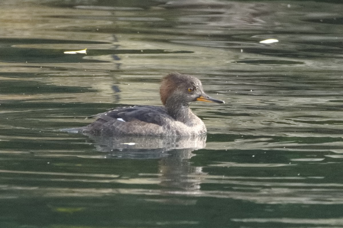 Hooded Merganser - ML609247121