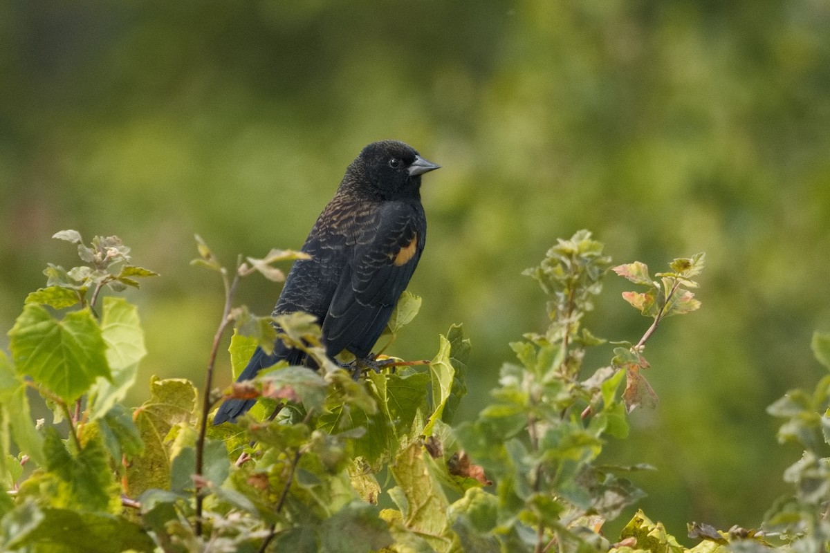 Red-winged Blackbird - ML609247157