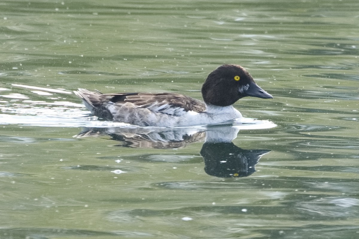 Common Goldeneye - ML609247189