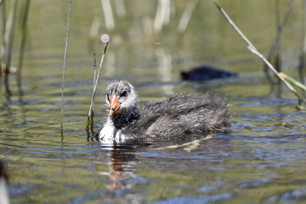 American Coot - ML609247219