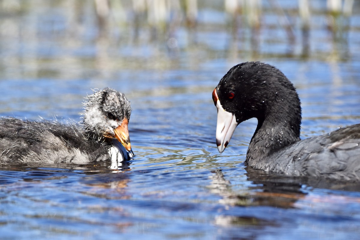 American Coot - ML609247220