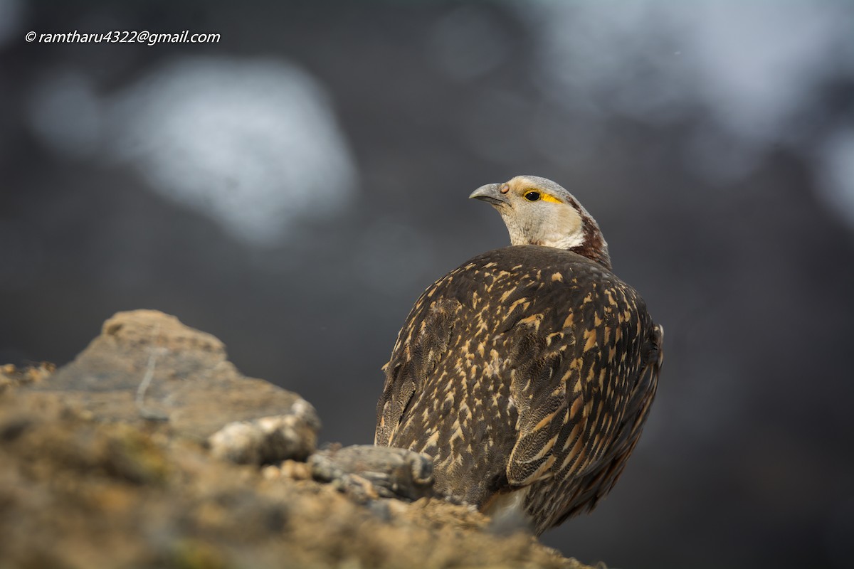 Himalayan Snowcock - ML609247329