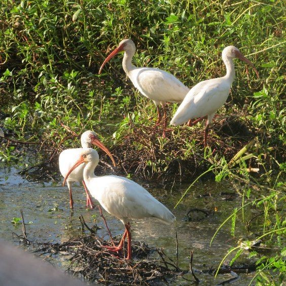 White Ibis - DJ Bird