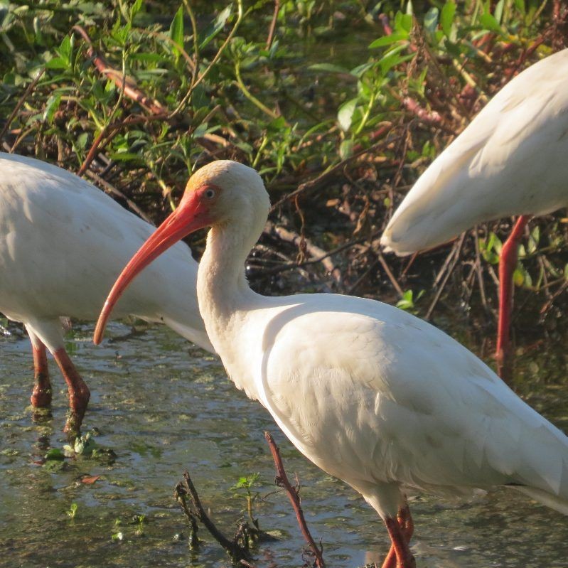 White Ibis - ML609247339