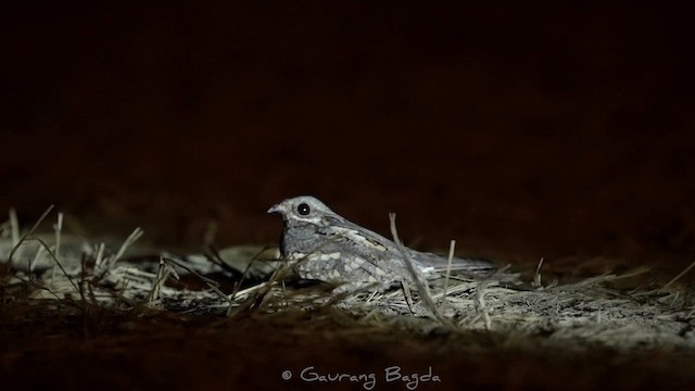 Eurasian Nightjar - ML609247373