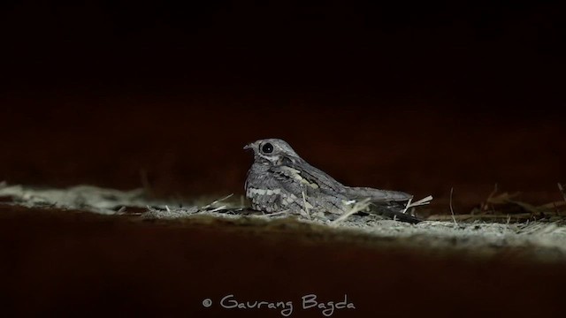 Eurasian Nightjar - ML609247380