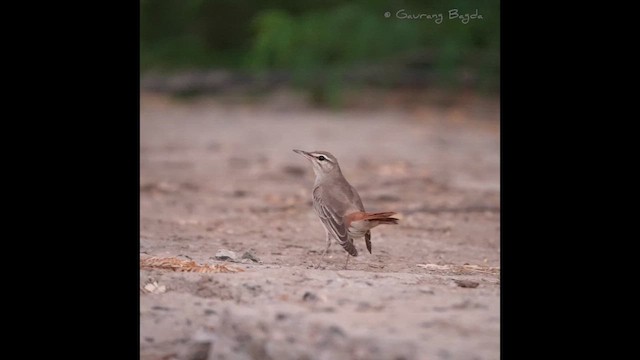 Rufous-tailed Scrub-Robin - ML609247390