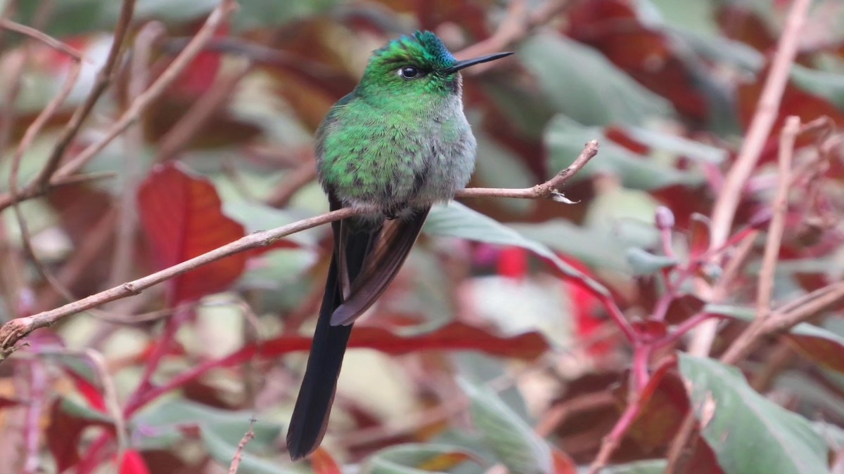 Long-tailed Sylph - ML609247428