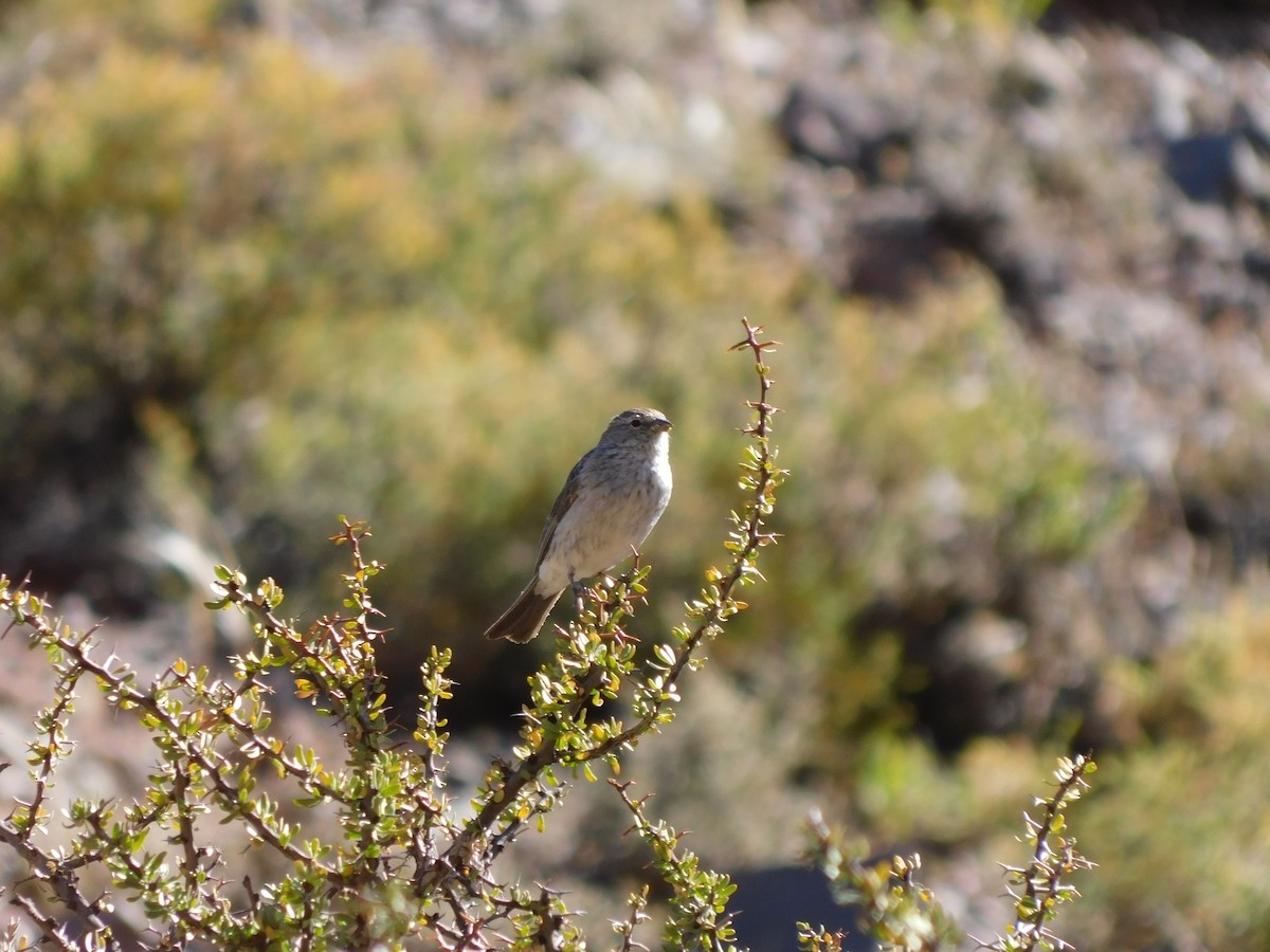 Ash-breasted Sierra Finch - ML609247479