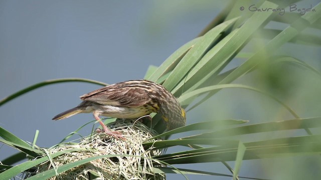 Streaked Weaver - ML609247493