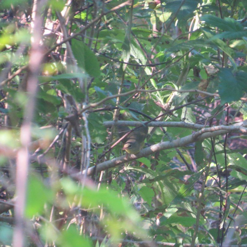 Common Yellowthroat - DJ Bird