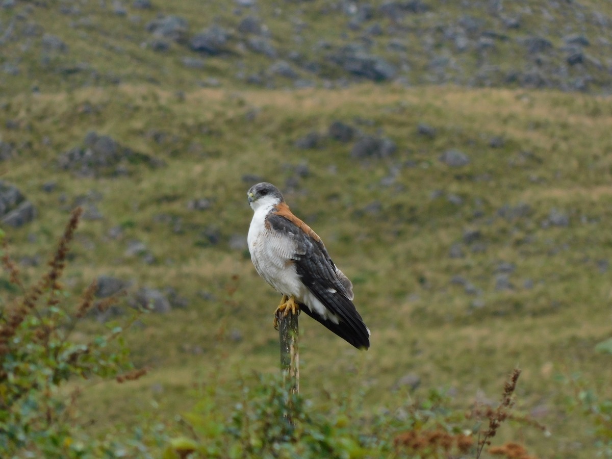 Variable Hawk (Puna) - Sebastián Alvarado | Southern Patagonia tours