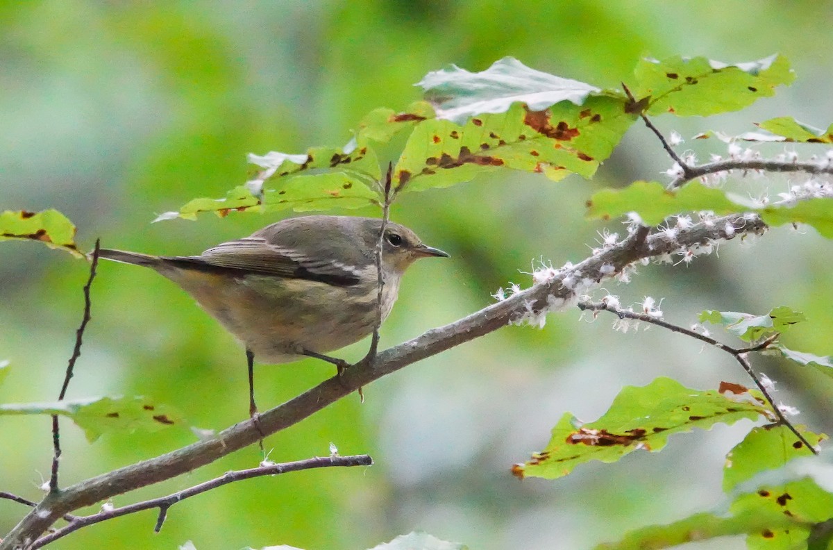 Cape May Warbler - ML609247560