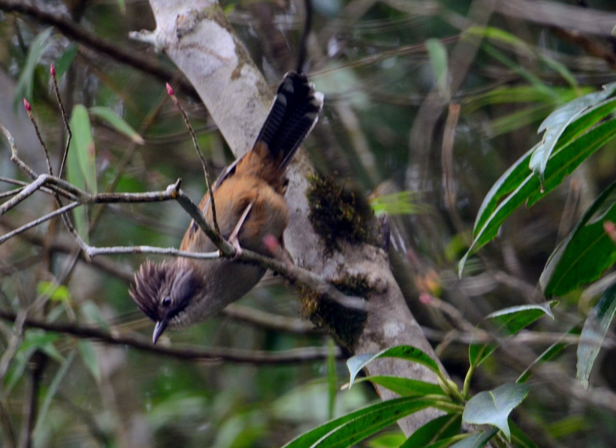 Rusty-fronted Barwing - ML609247561