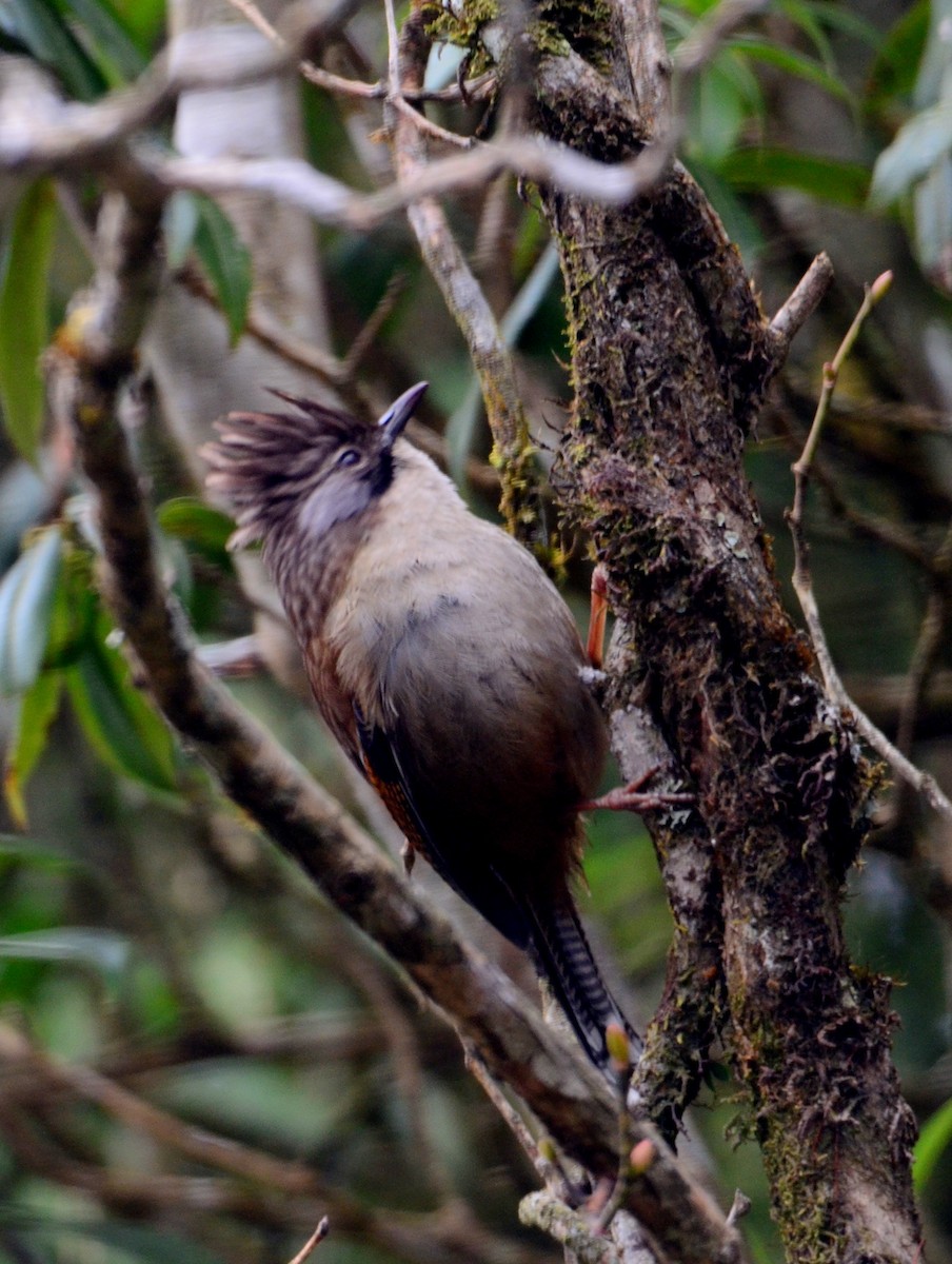 Rusty-fronted Barwing - ML609247609