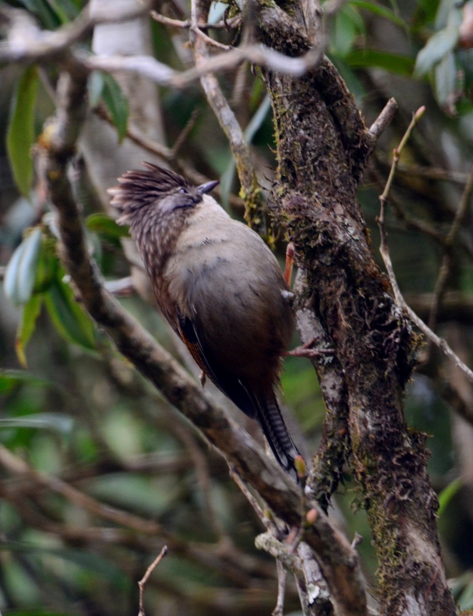 Rusty-fronted Barwing - ML609247626