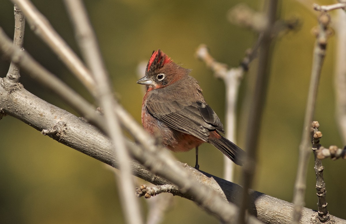 Red-crested Finch - ML609247628