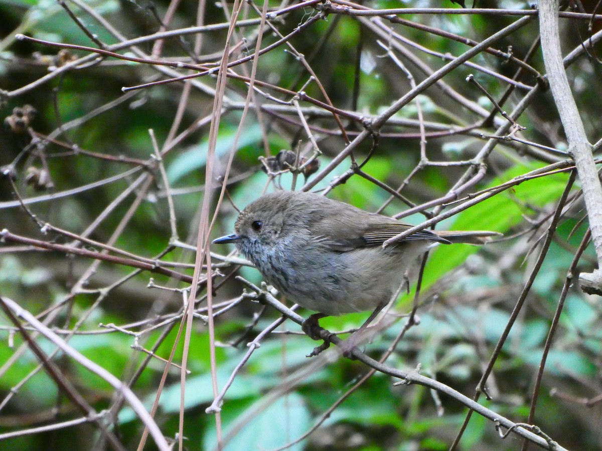 Brown Thornbill - ML609247634