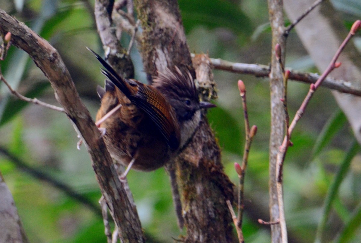 Rusty-fronted Barwing - ML609247647