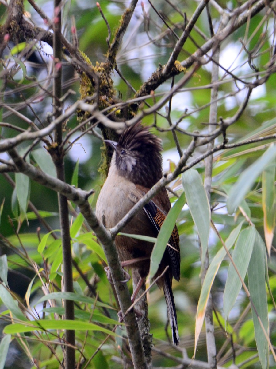 Rusty-fronted Barwing - ML609247664