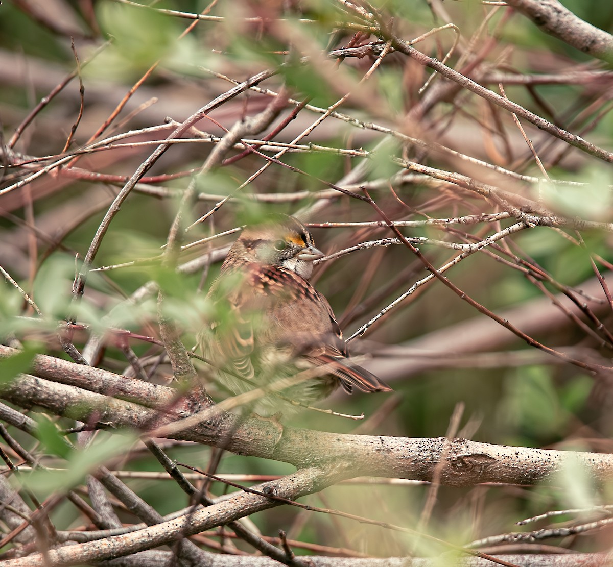 White-throated Sparrow - Alex Kearney