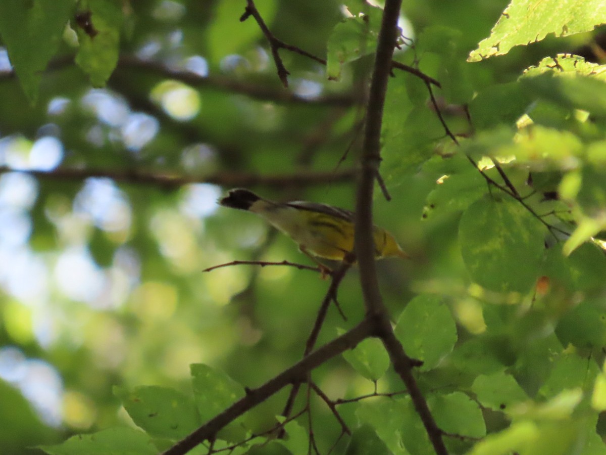 Magnolia Warbler - Elizabeth Vaiana