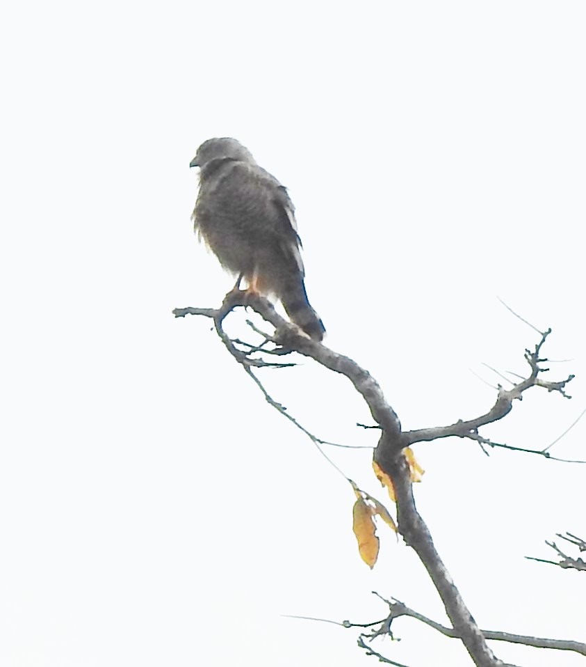 Roadside Hawk - ML609247722