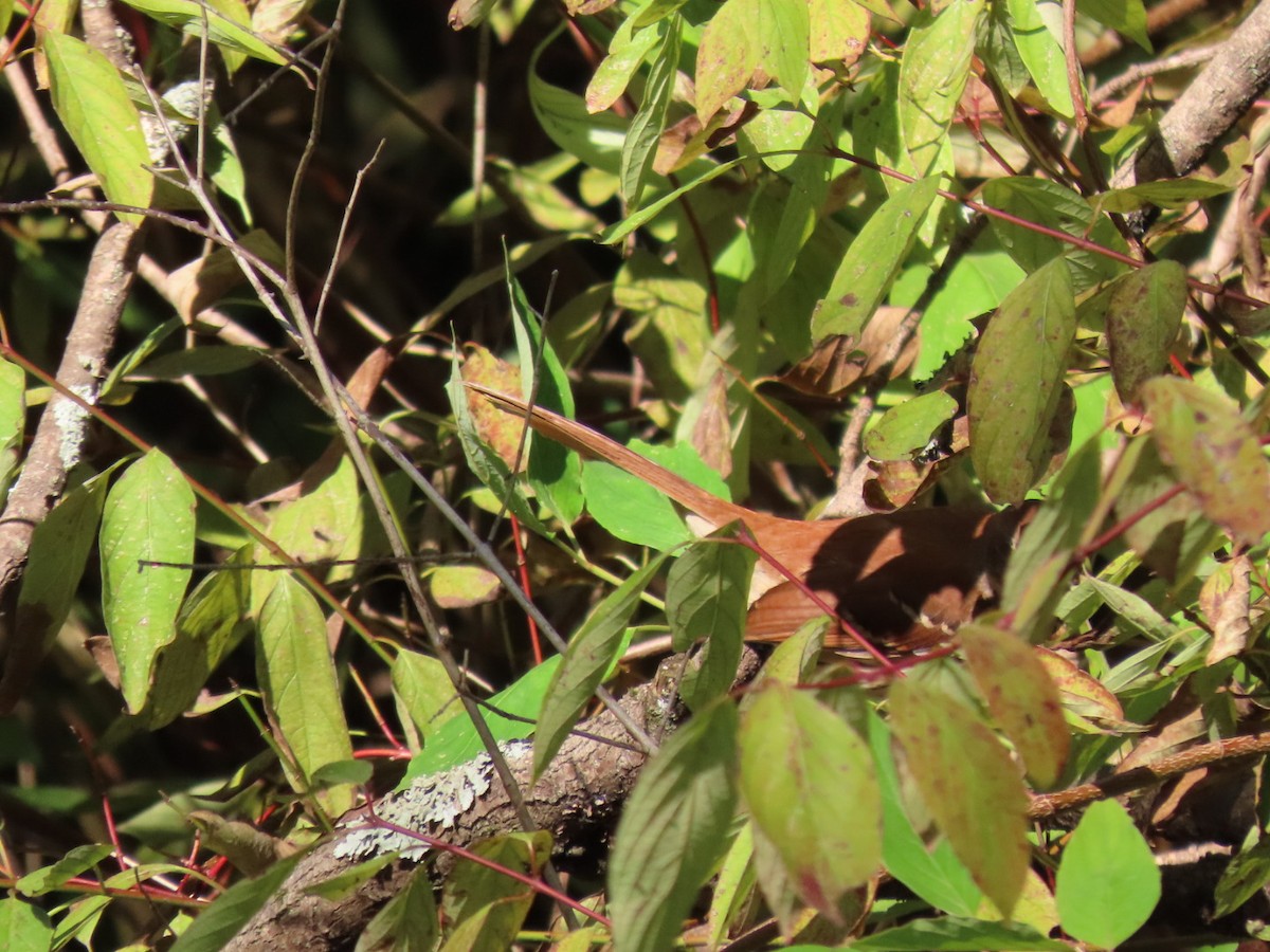 Brown Thrasher - ML609247733