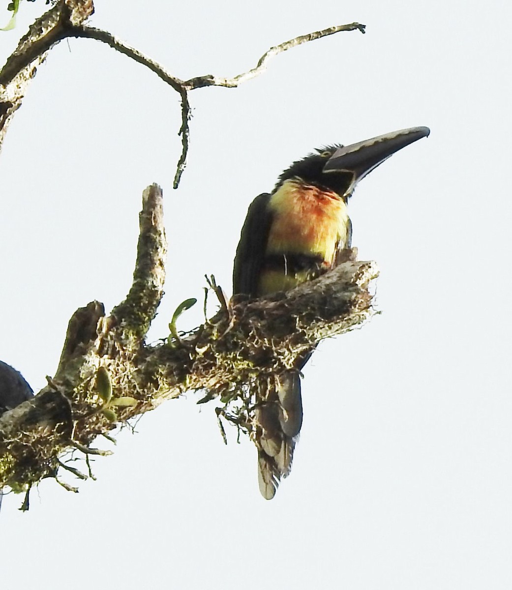 Collared Aracari - ML609247735