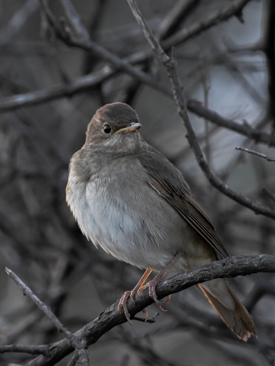 Thrush Nightingale - ML609247739