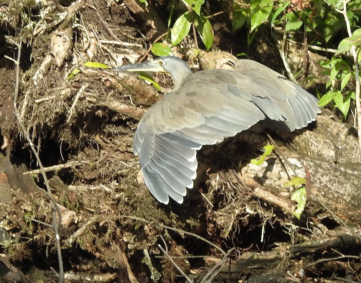 Bare-throated Tiger-Heron - ML609247758