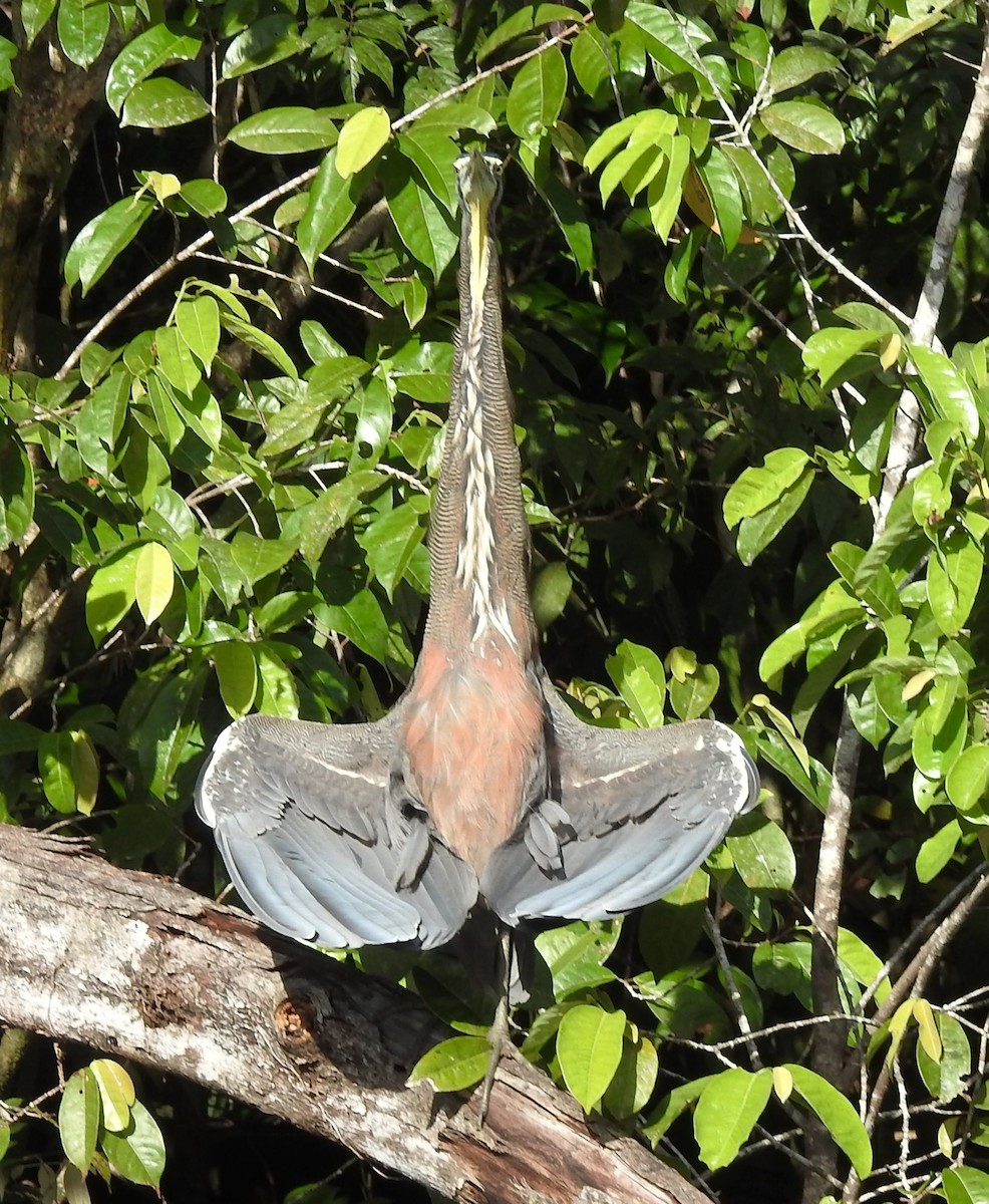 Bare-throated Tiger-Heron - ML609247759