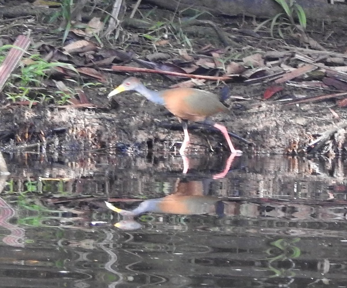 Russet-naped Wood-Rail - ML609247773