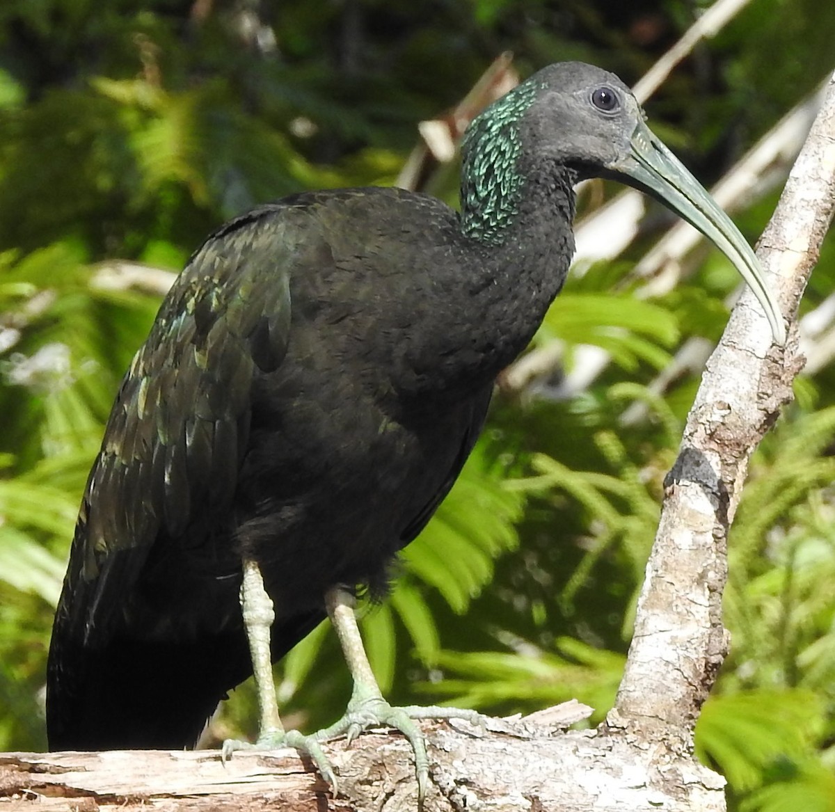 Green Ibis - ML609247781