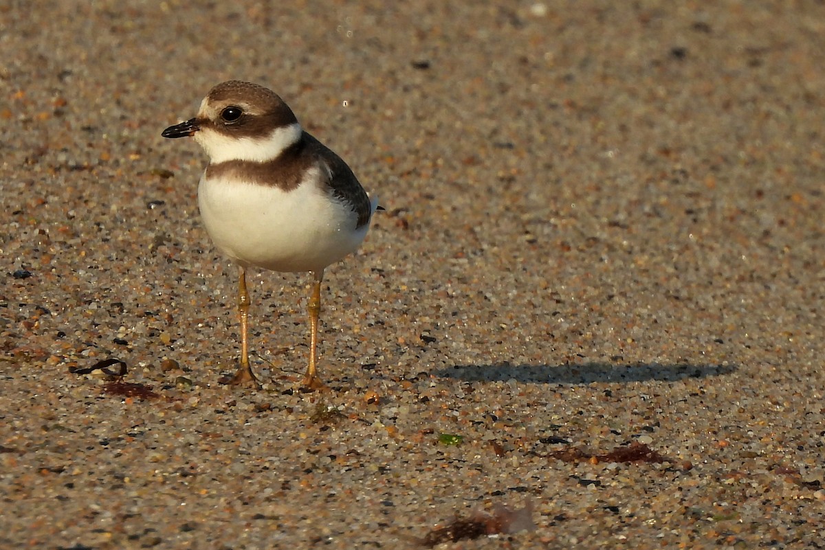 Semipalmated Plover - Jamie Meyers