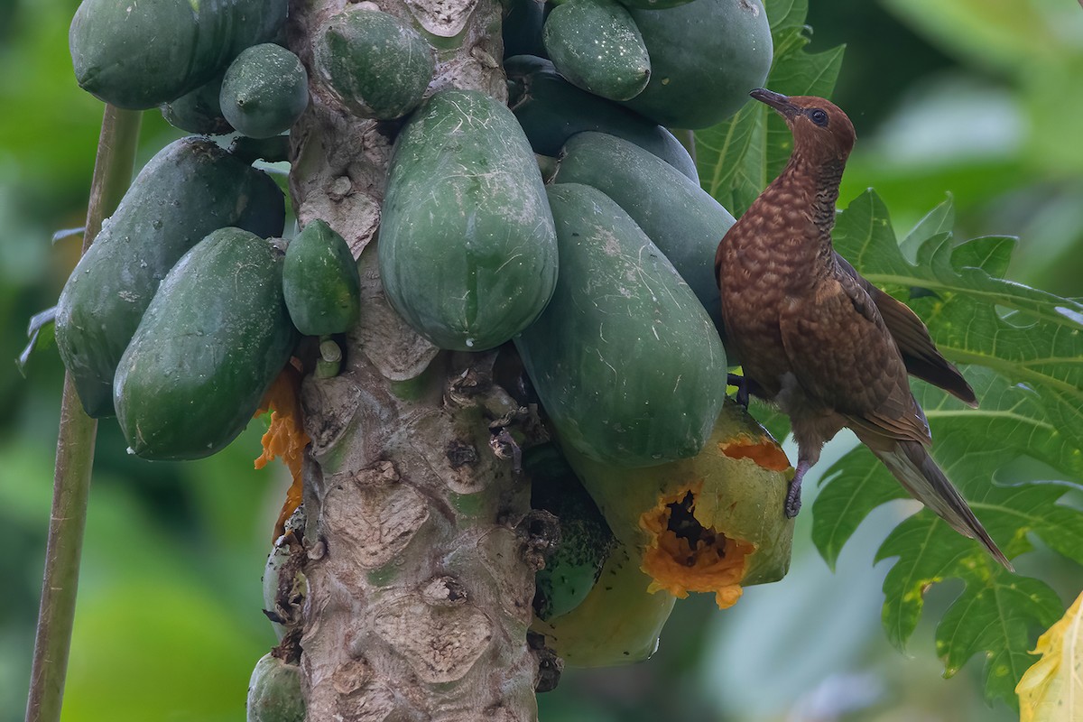 Enggano Cuckoo-Dove - ML609247905