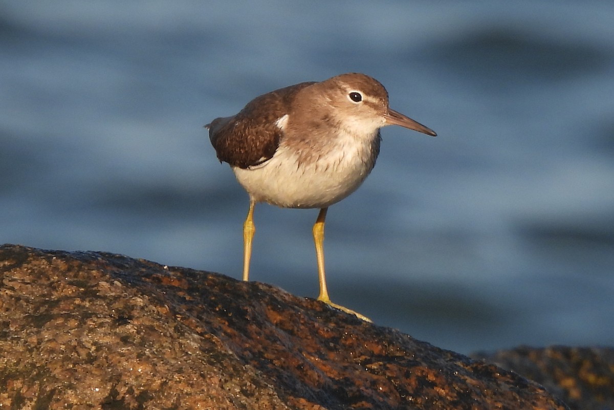 Spotted Sandpiper - Jamie Meyers