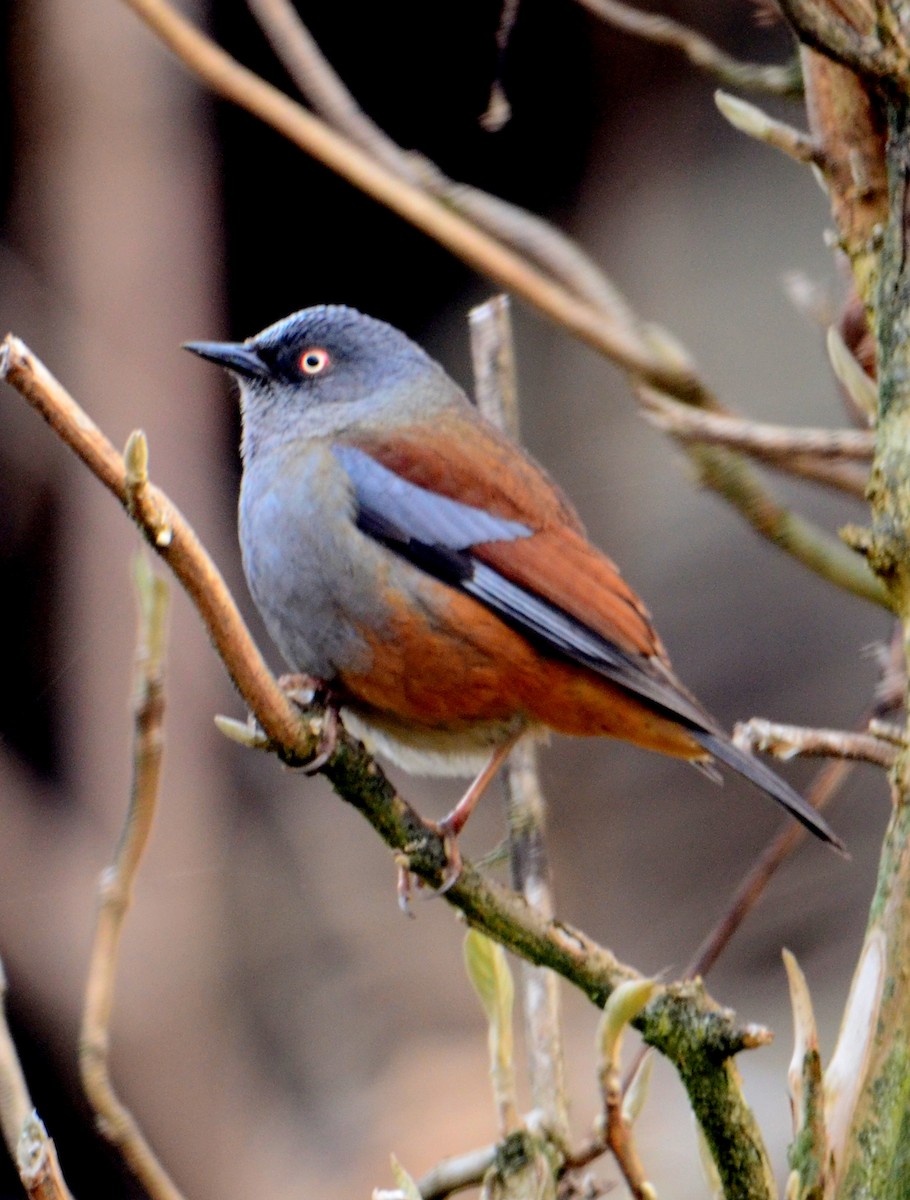 Maroon-backed Accentor - ML609248019