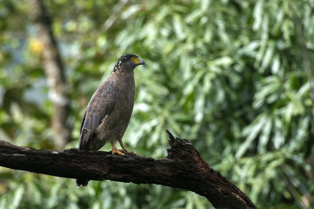 Crested Serpent-Eagle - ML609248026