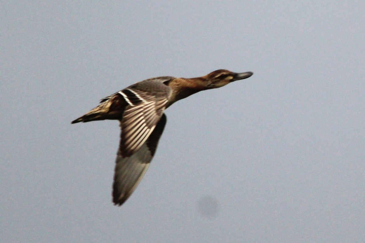 Garganey - ML609248062