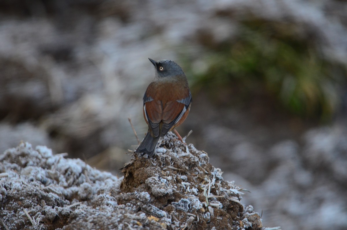 Maroon-backed Accentor - ML609248084