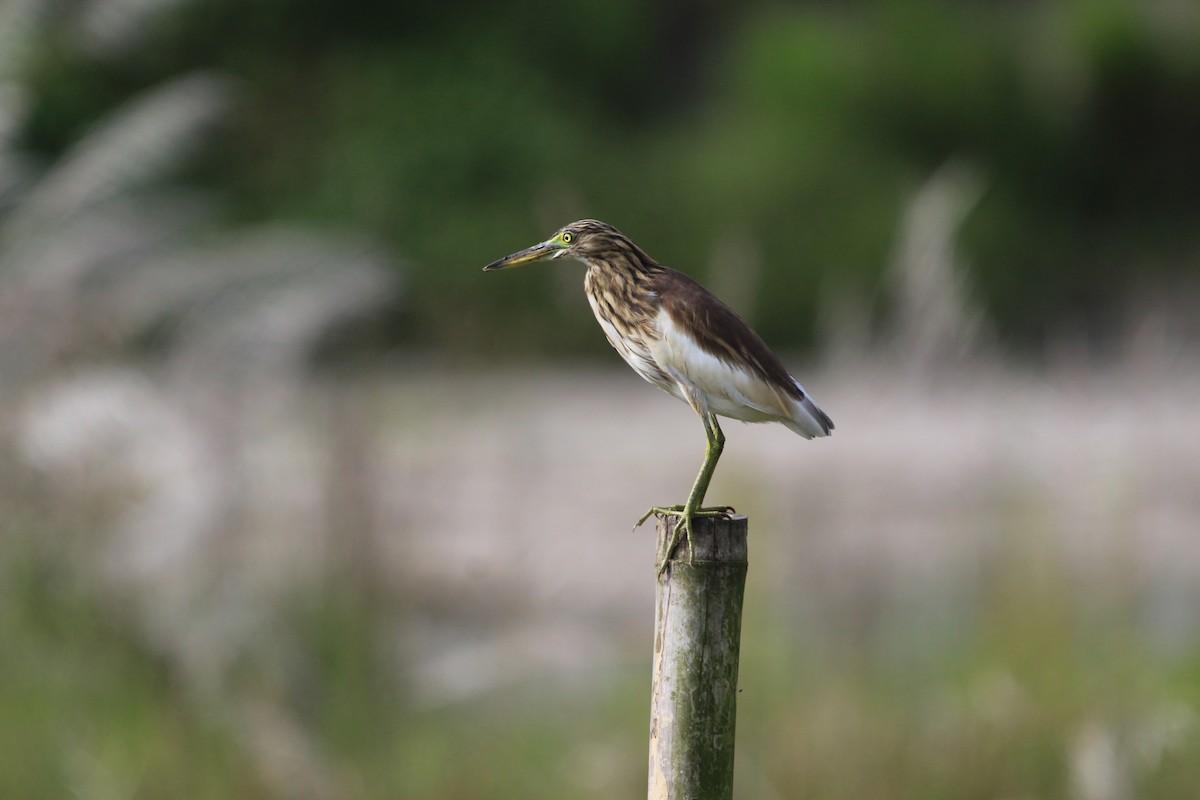 Indian Pond-Heron - ML609248087