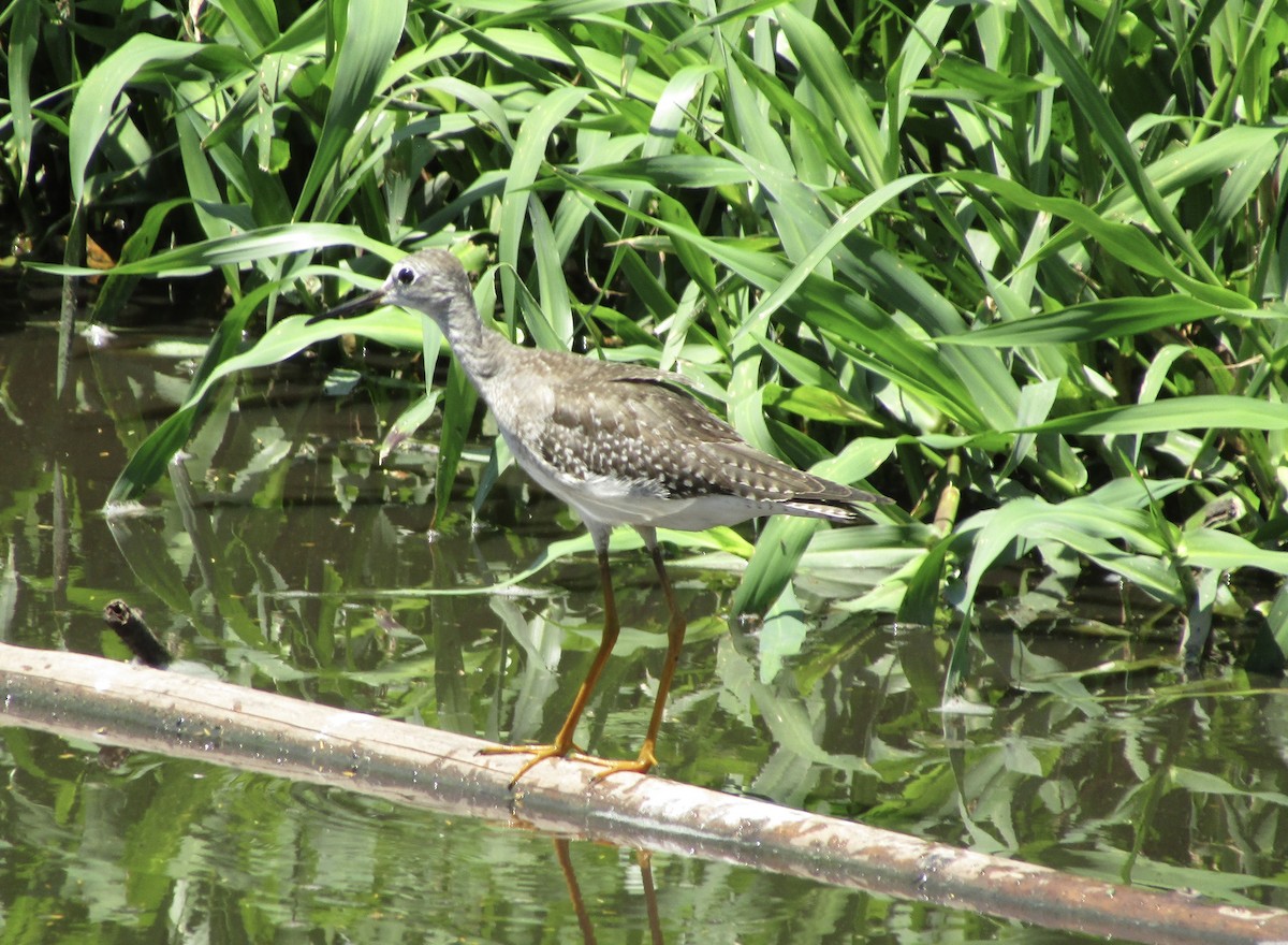 Lesser Yellowlegs - ML609248093